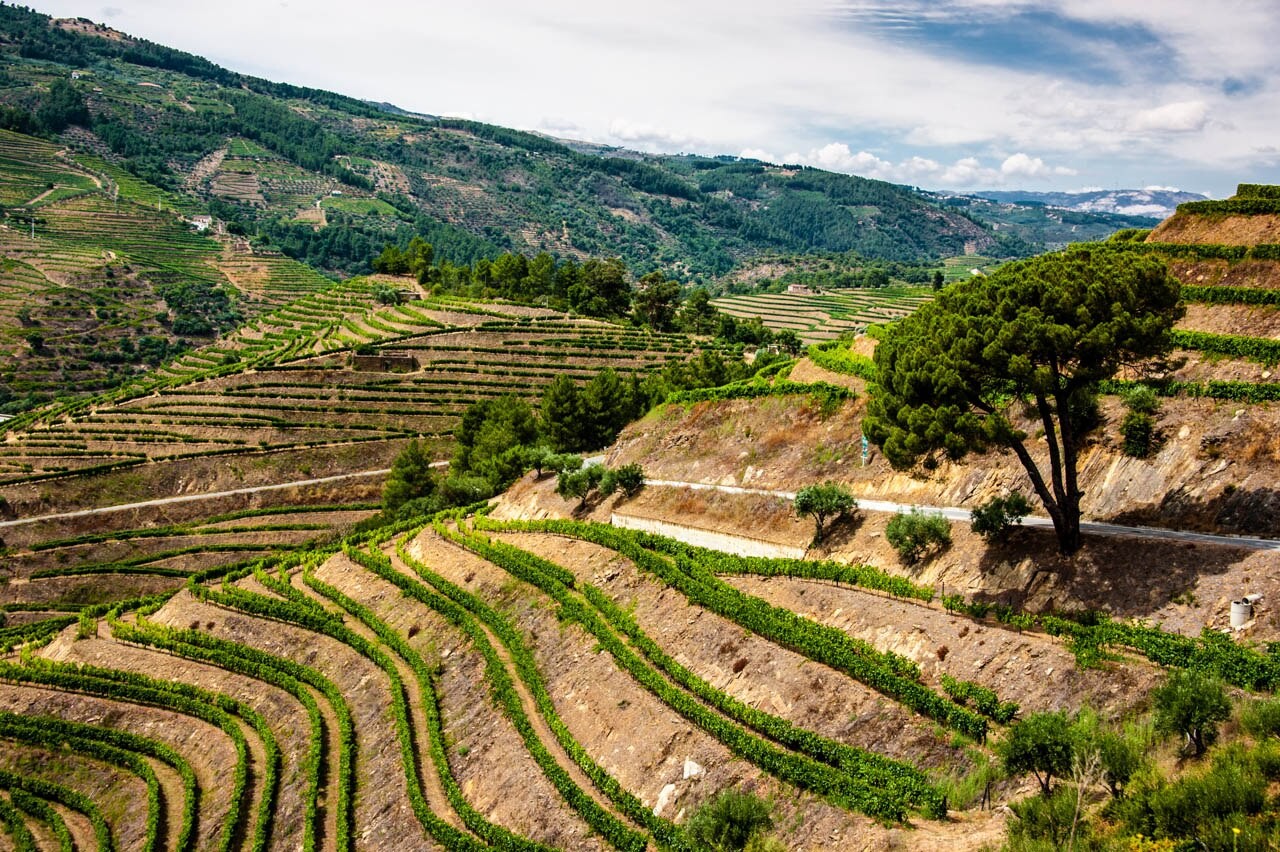 Douro Valley vineyards