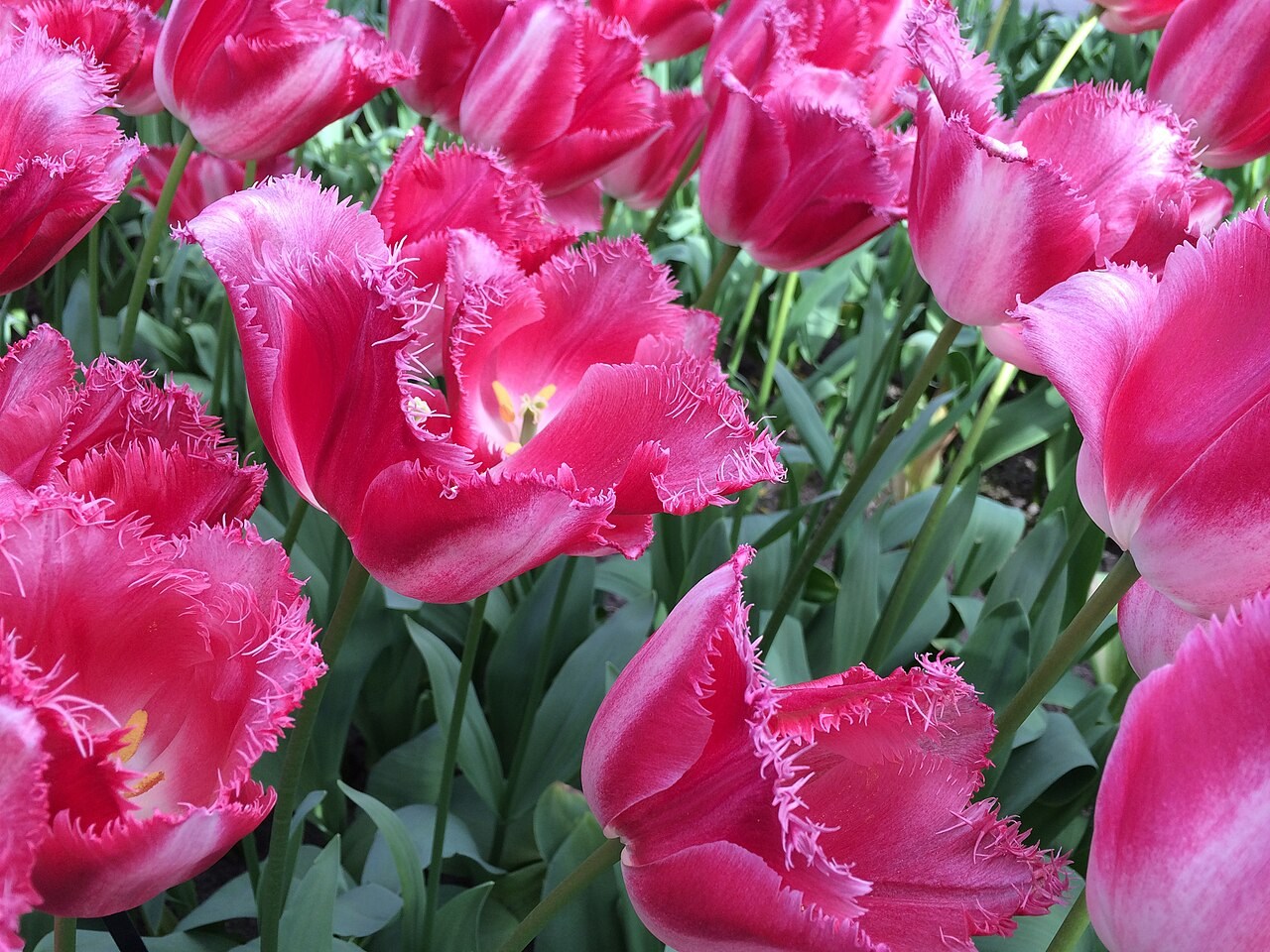 Tulips at Keukenhof